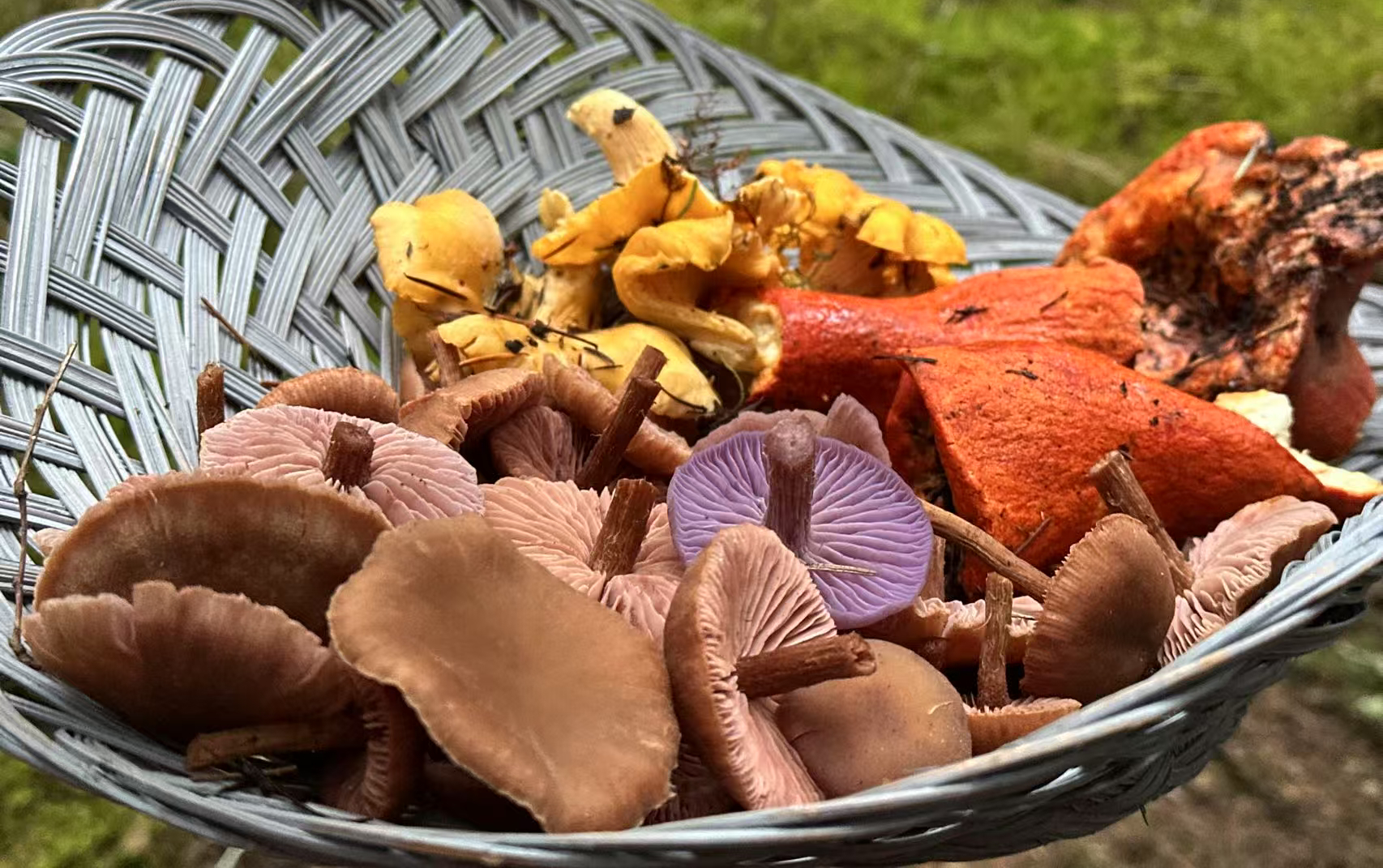 Mushroom Hunting