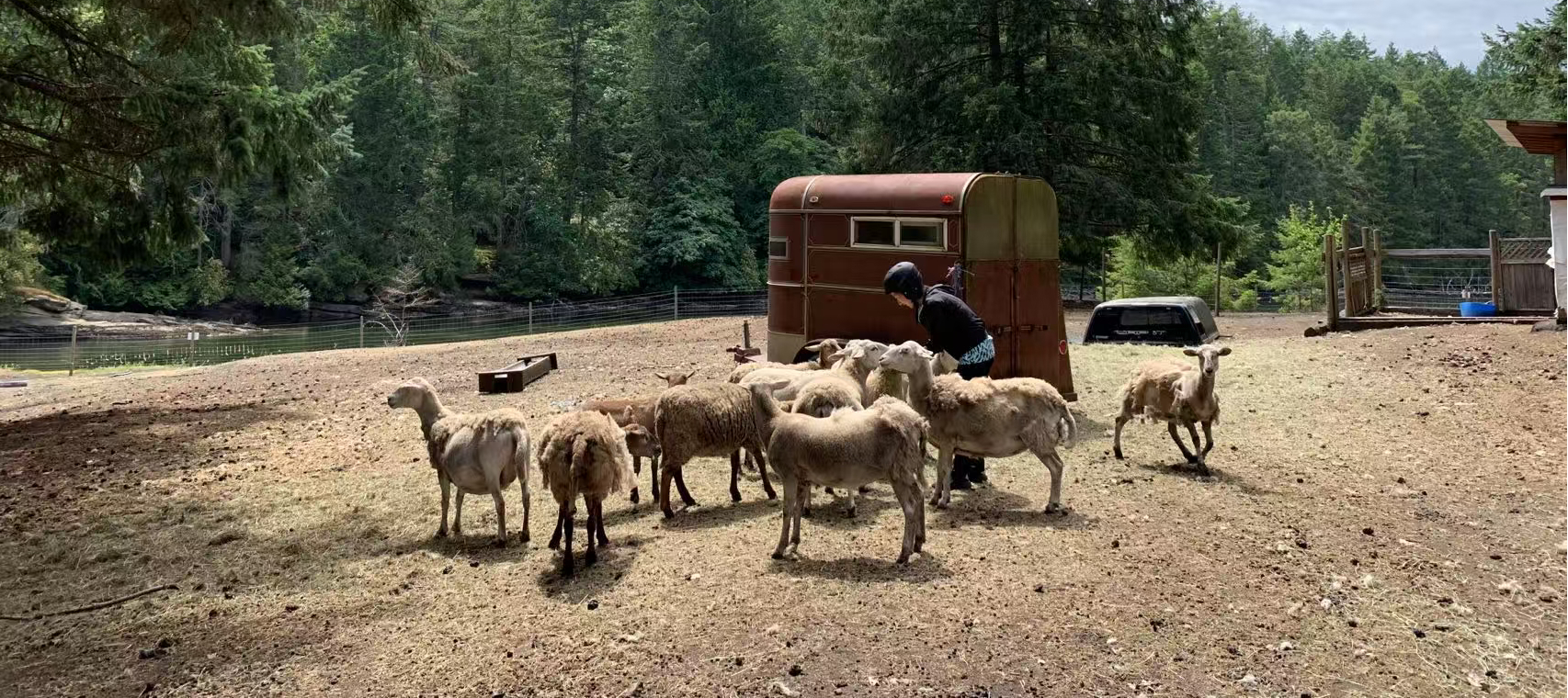 Sheep Farm