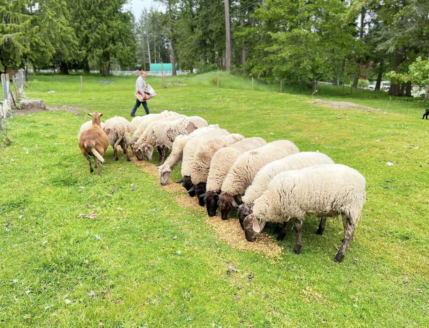 Sheep Farm